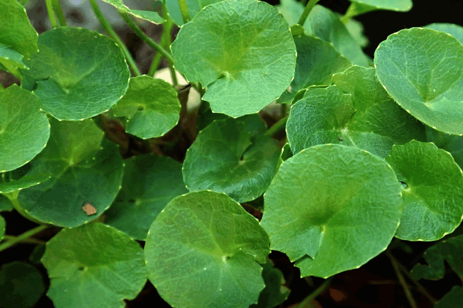 GOTU KOLA: Po<span style='color:red;'><b>moć prirode</b></span> u borbi protiv bolesti kože, krvi i živcanog sistema